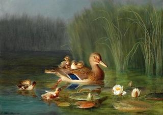 Wild duck with its ducklings