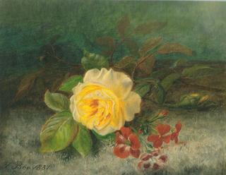 Still Life with a Rose