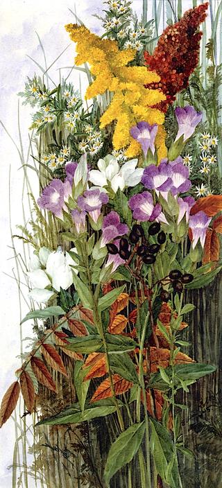 Wildflowers