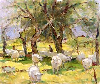 Sheep at Pasture