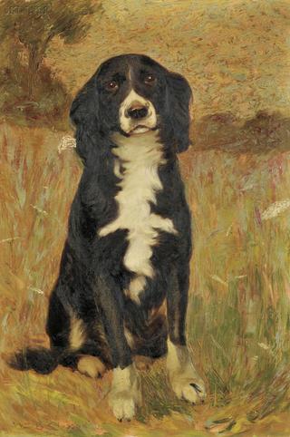 Spaniel