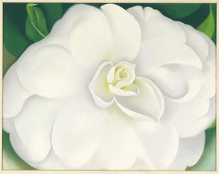 A white camellia
