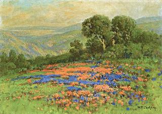 Wildflowers on Rolling Hills