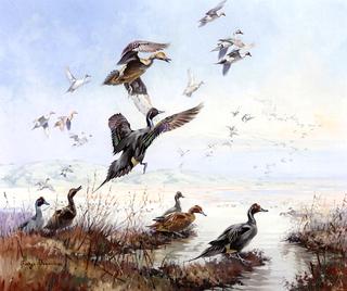 Pintails in Flight