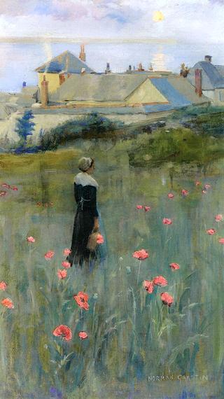 Poppies