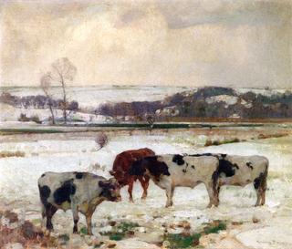 Cattle in Snow