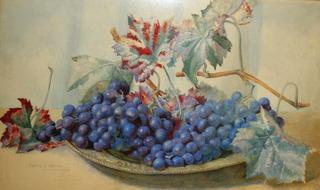 Still Life Study of Black Grapes on a Metal Tray