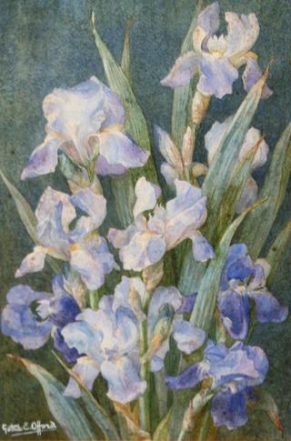 Flag Iris