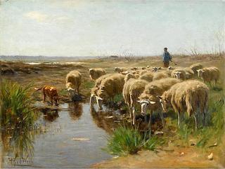 Sheep Watering