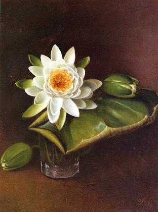 Still Life with Water Lily