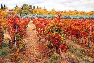 Chianti Scarlet Vineyard