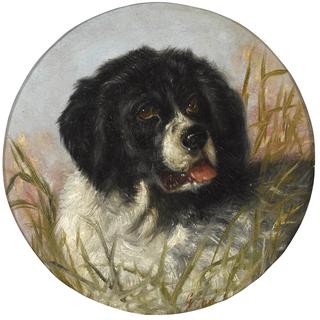 Head of a Landseer Newfoundland