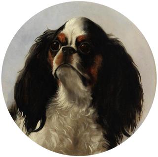 Head of a King Charles Spaniel