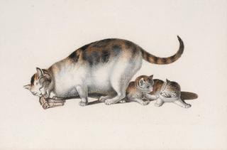 Cat and Kittens