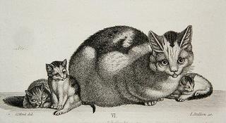 Cat and Kittens