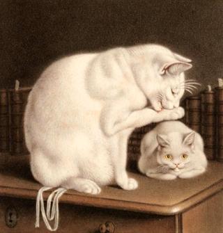 Two White Cats on a Table
