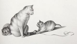 Cat and Kittens