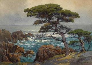 Seaside Cypress