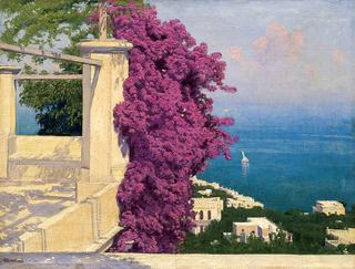 Bougainvillea, Capri