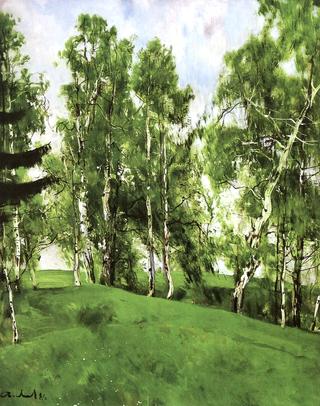 Birch Trees