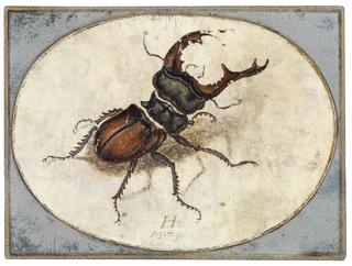 The Stag Beetle