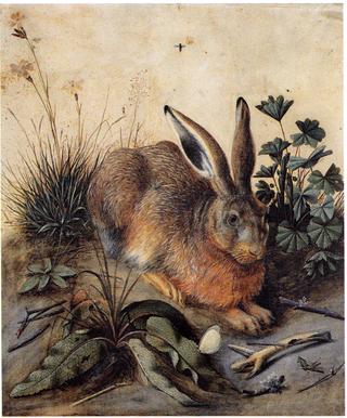 Hare