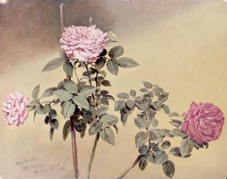 Study of Roses