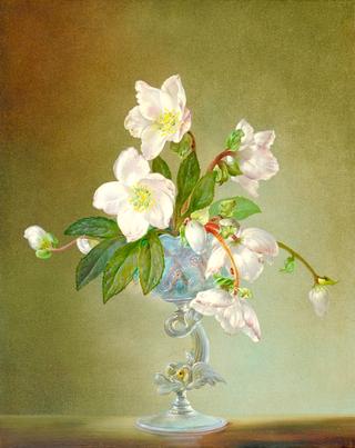 Still life of Christmas Roses (Hellebores) in a glass vase