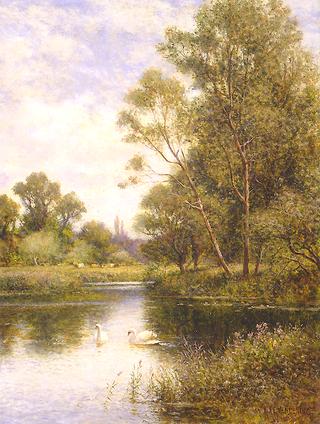 Swans on a River