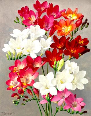 Fresias