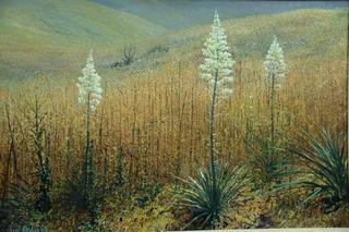 California Desert Flowers