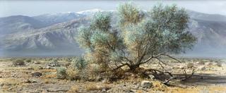 Desert Landscape