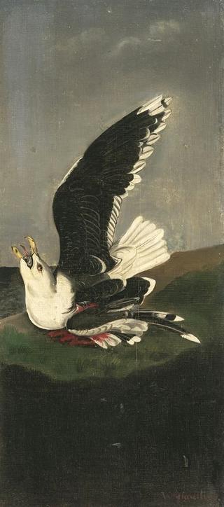 Great Black-backed Gull, after Audubon