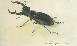 The Stag Beetle