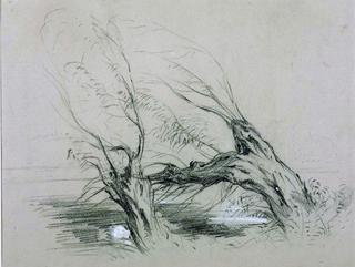 Study of Willows