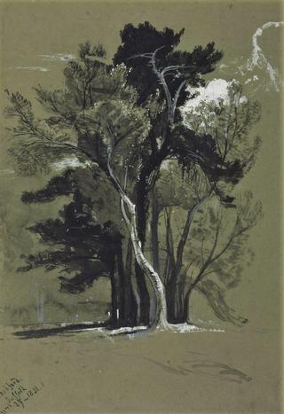 Trees, Suffolk