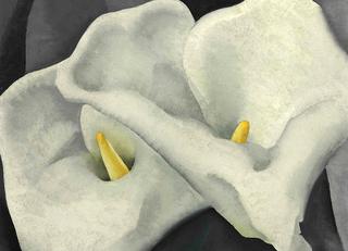 Two Calla Lilies