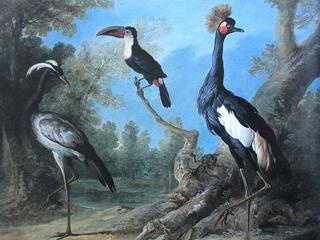 Demoiselle crane, toucan and crowned crane in a landscape