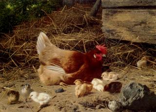 Hen and Chickens