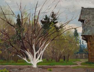Apple Tree in Spring