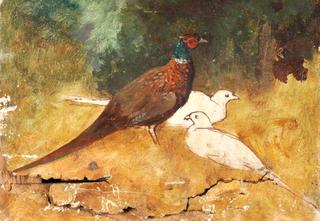 Pheasants