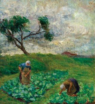 Cabbage Field