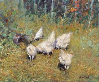 Chickens Feeding