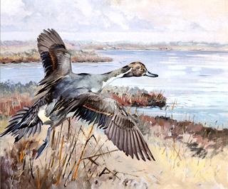 Pintail Going Out