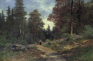Forest Landscape