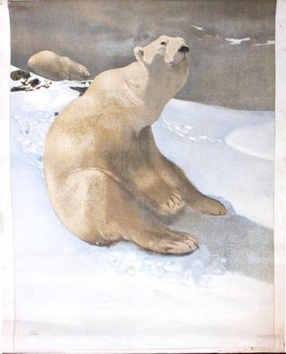 A Polar Bear