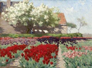 Blooming tulip fields and fruit trees