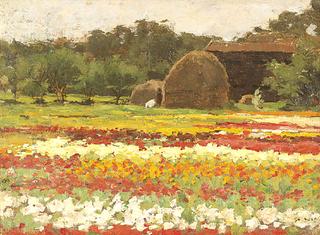 Blooming tulip fields