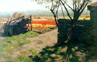 Blooming tulip fields