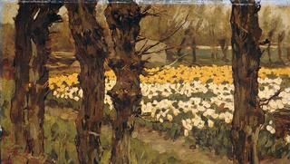 Blooming tulip fields between the trees